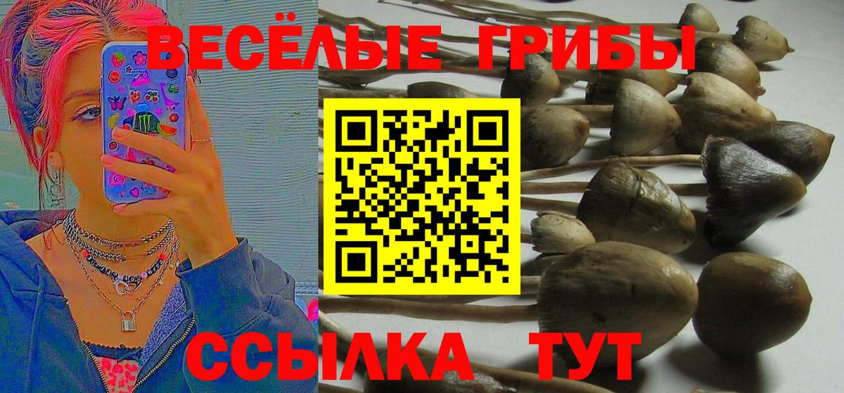 продажа наркотиков  Галлюциногенные грибы Cubensis  Вход с VPN  Димитровград 