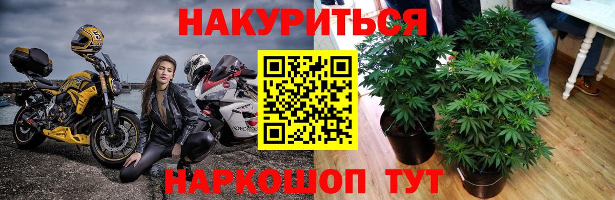 Бошки Шишки Amnesia Димитровград